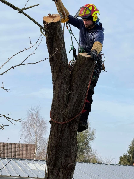 Elagage d'arbre