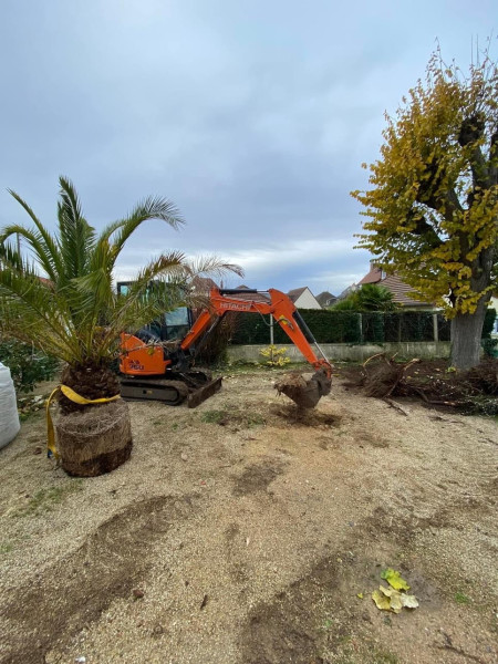 Plantation d'arbuste Cabourg
