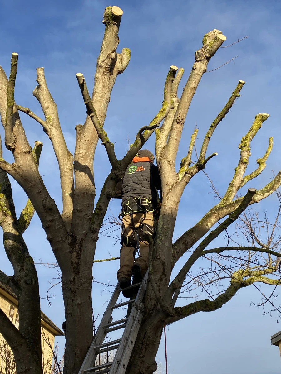 Entretien de jardin